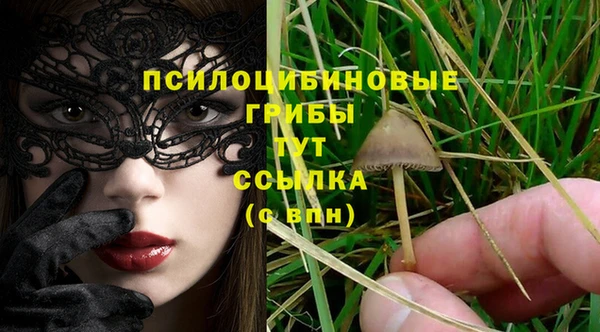 прущие грибы Абинск