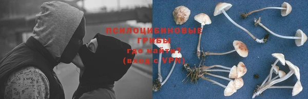 прущие грибы Абинск