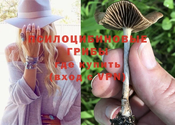 прущие грибы Абинск
