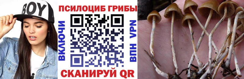 OMG ссылки  Майский  Галлюциногенные грибы Psilocybine cubensis  где купить  